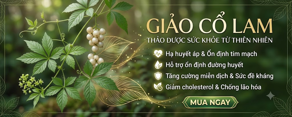 giảo cổ lam